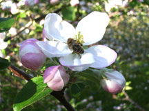 Honey bee on apple blossom