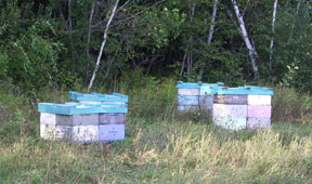 Hives of Honeybees